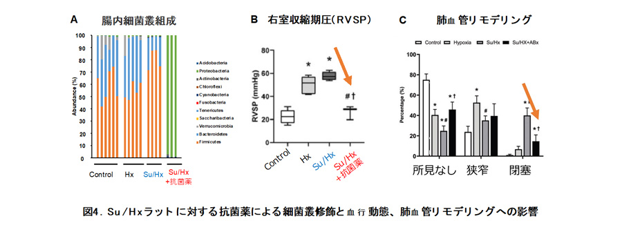 図4.Su/Hxラットに対する抗菌薬による細菌叢修飾と血行動態、肺血管リモデリングへの影響