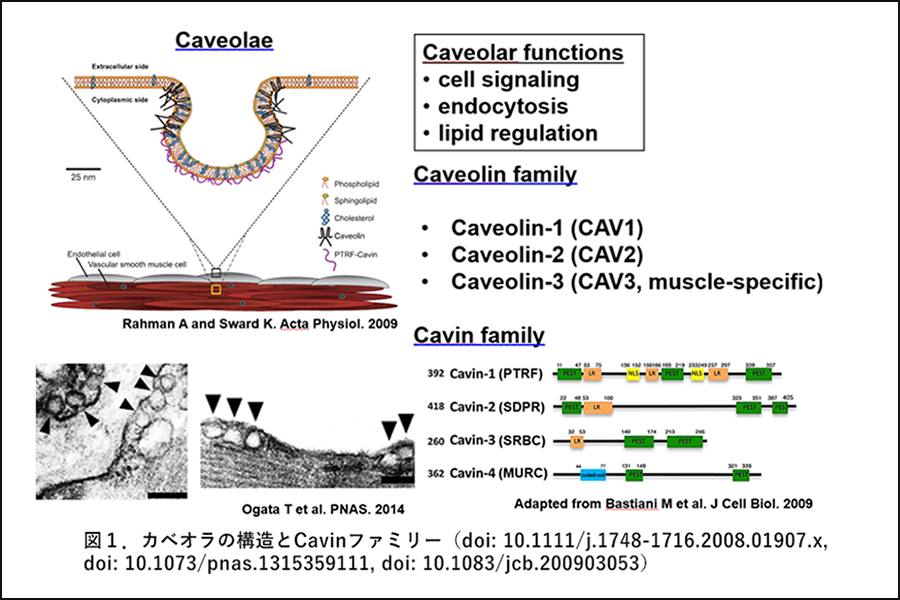 図１．カベオラの構造とCavinファミリー