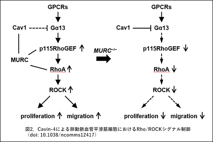 図2．Cavin-4による肺動脈血管平滑筋細胞におけるRho/ROCKシグナル制御