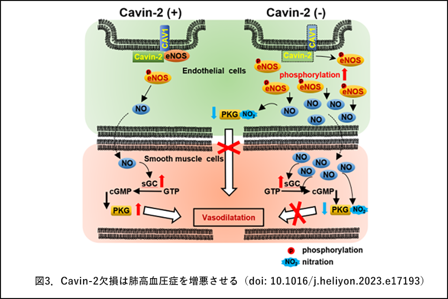 図3．Cavin-2欠損は肺高血圧症を増悪させる