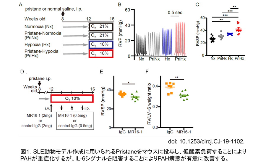 図1.SLE動物モデル作成に用いられるPristaneをマウスに投与し、低酸素負荷することによりPAHが重症化するが、IL-6シグナルを阻害することによりPAH病態が有意に改善する。