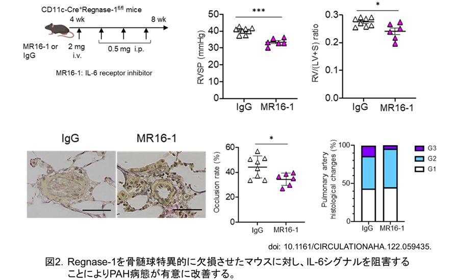 図2.Regnase-1を骨髄球特異的に欠損させたマウスに対し、IL-6シグナルを阻害することによりPAH病態が有意に改善する。