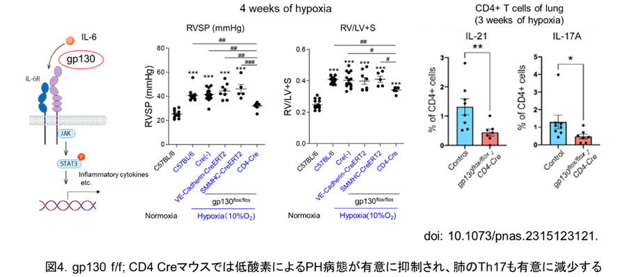 図4.gp130 f/f; CD4 Creマウスでは低酸素によるPH病態が有意に抑制され、肺のTh17も有意に減少する